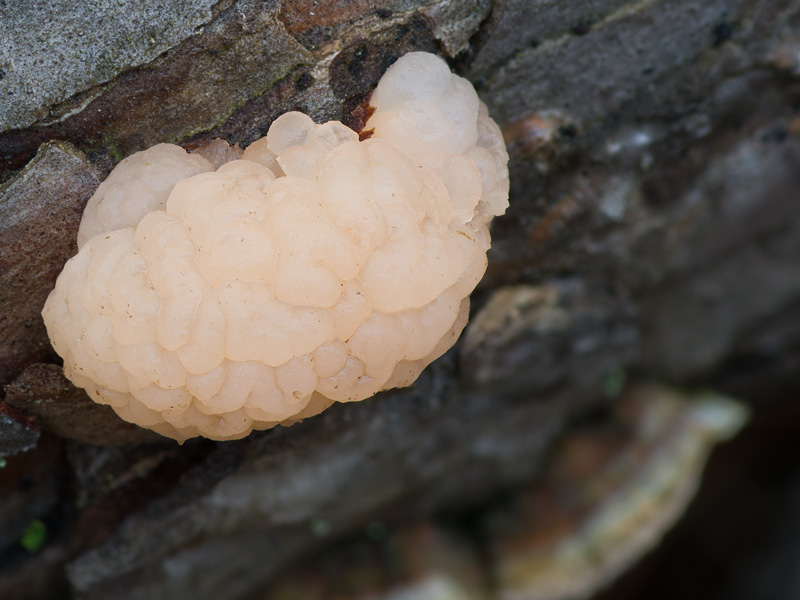 Tremella encephala